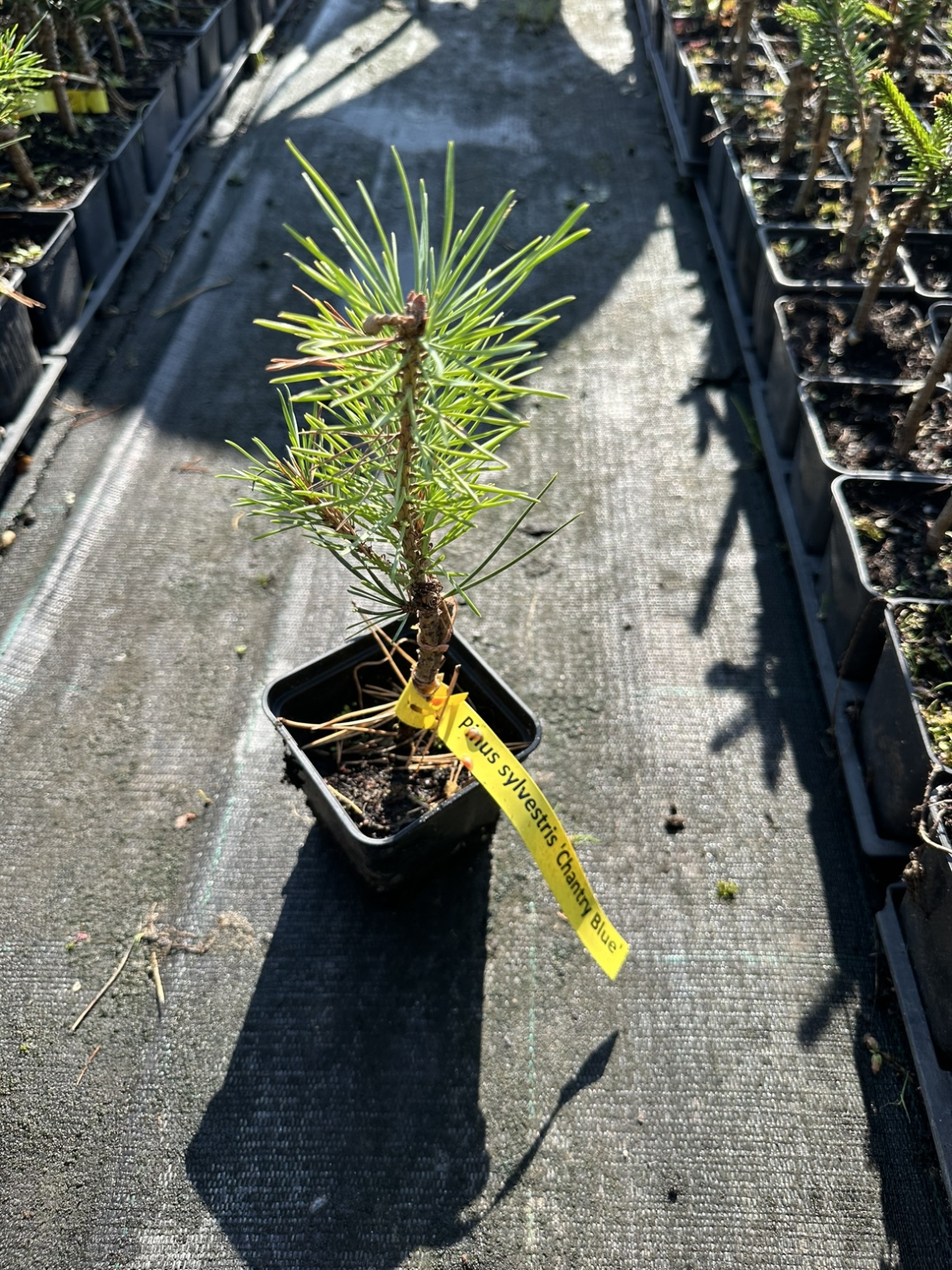 Сосна обыкновенная Шантри Блю